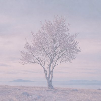 a tree in nature — Palewave Aesthetic