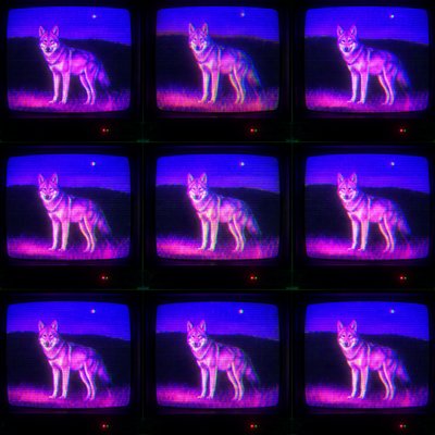 animal standing in natural pose — Video Art Style