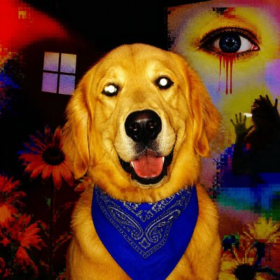 portrait of a golden retriever wearing a blue bandana, warm plain backdrop, no text