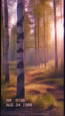 a serene birch forest in soft morning light, no people, no text