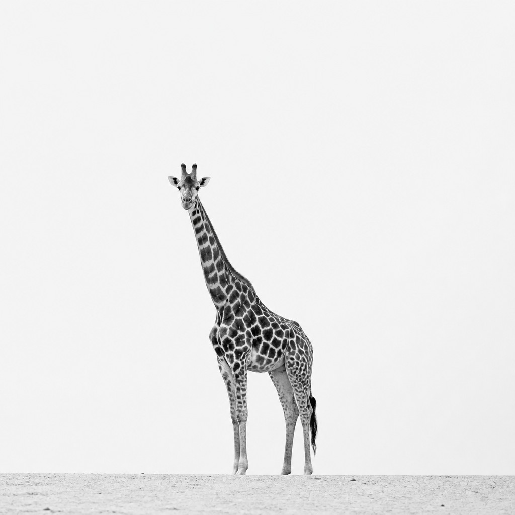 animal standing in natural pose