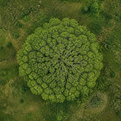 a tree in nature