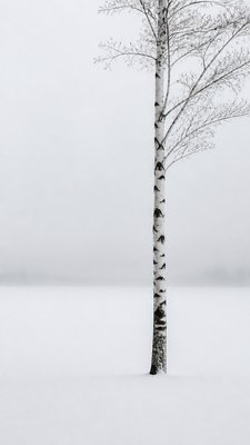 a serene birch forest in soft morning light, no people, no text
