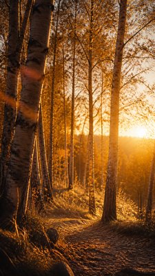 a serene birch forest in soft morning light, no people, no text