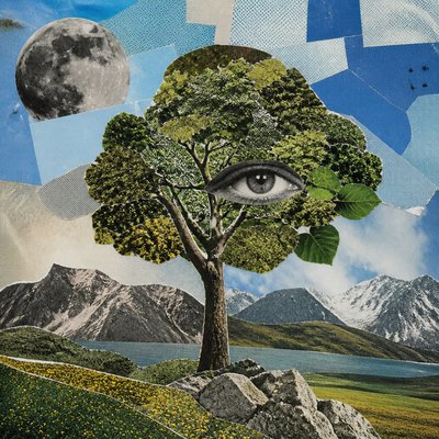 a tree in nature