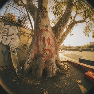 a tree in nature — Skater Aesthetic