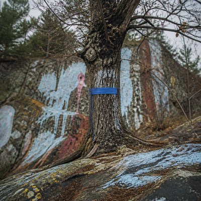 a tree in nature
