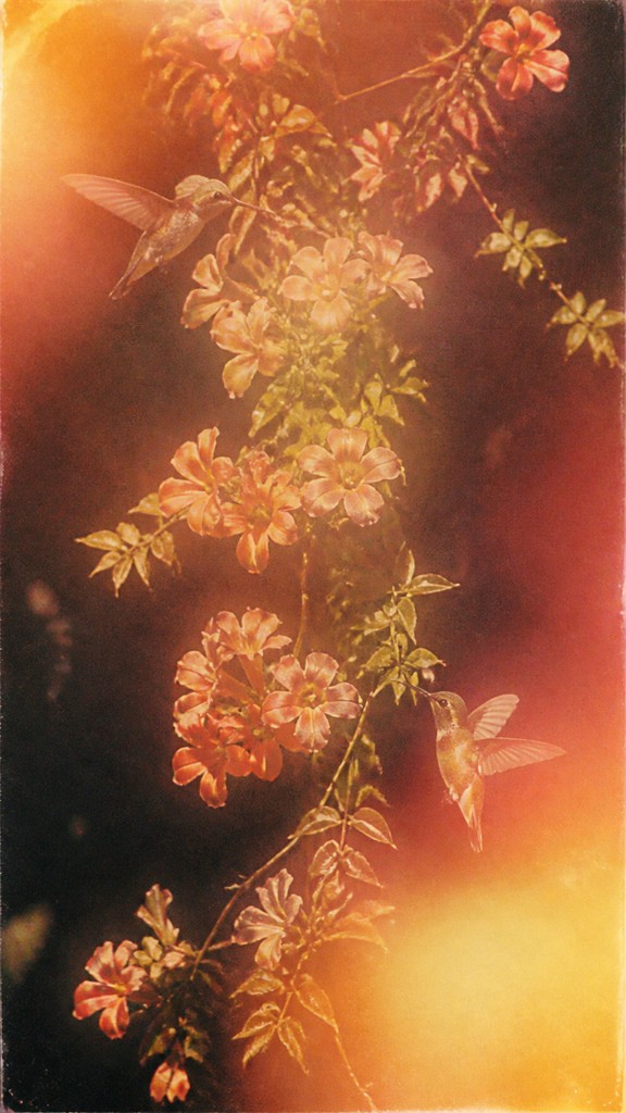 a climbing vine of flowers and hummingbirds on a dark background, tall wrapping composition, no text