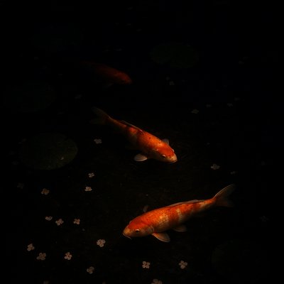 A koi pond seen from above, orange and white koi fish swimming among lily pads, clear water with subtle ripples, fallen cherry blossom petals floating on the surface, dappled sunlight