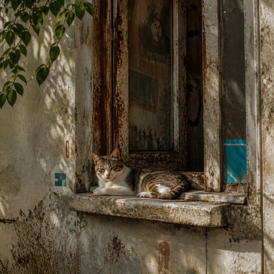 a cat lounging in a sunlit window