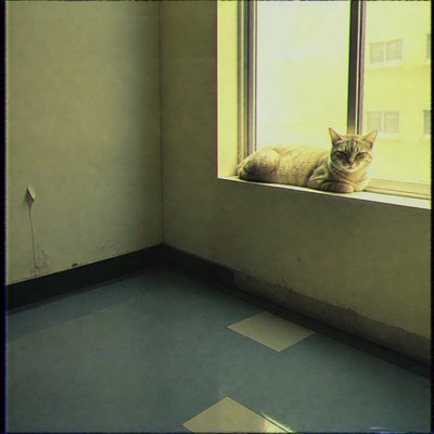 a cat lounging in a sunlit window