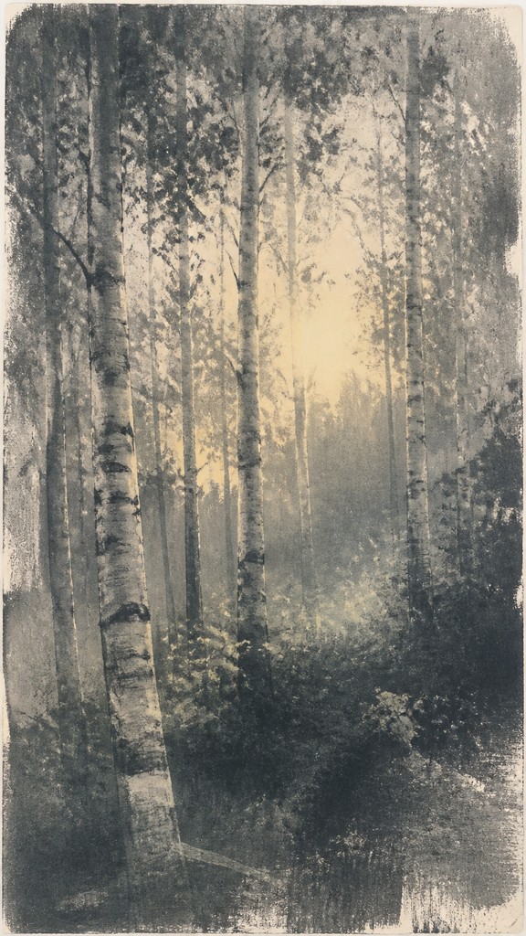 a serene birch forest in soft morning light, no people, no text