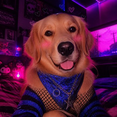 portrait of a golden retriever wearing a blue bandana, warm plain backdrop, no text