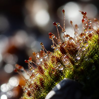 wide landscape with natural scenery — Macro Photography Style