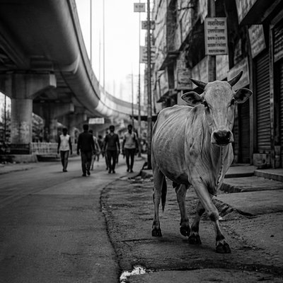 animal standing in natural pose