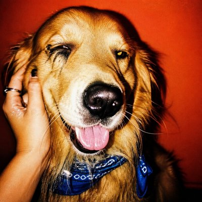 portrait of a golden retriever wearing a blue bandana, warm plain backdrop, no text