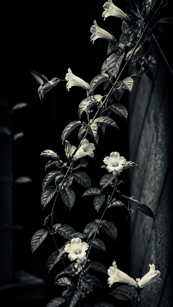 a climbing vine of flowers and hummingbirds on a dark background, tall wrapping composition, no text