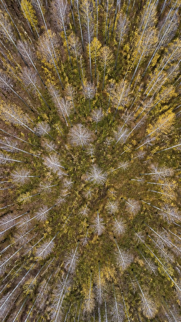 a serene birch forest in soft morning light, no people, no text