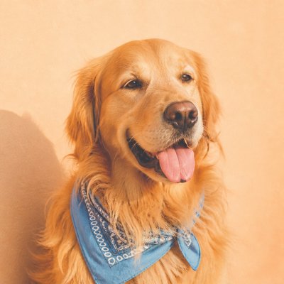 portrait of a golden retriever wearing a blue bandana, warm plain backdrop, no text