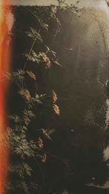 a climbing vine of flowers and hummingbirds on a dark background, tall wrapping composition, no text