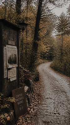 a winding forest path in golden autumn light, no people