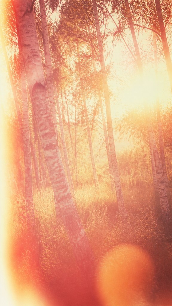 a serene birch forest in soft morning light, no people, no text