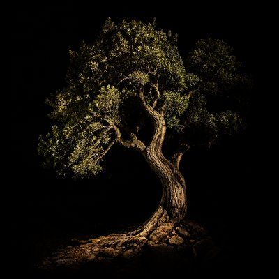 a tree in nature — Chiaroscuro Art Style