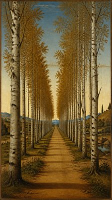 a serene birch forest in soft morning light, no people, no text
