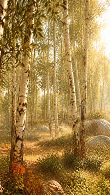 a serene birch forest in soft morning light, no people, no text