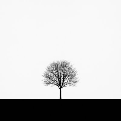 a tree in nature