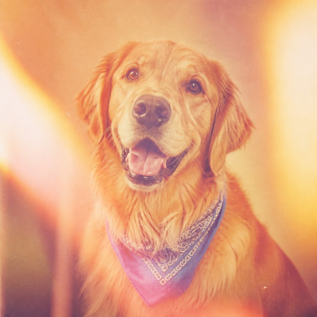 portrait of a golden retriever wearing a blue bandana, warm plain backdrop, no text