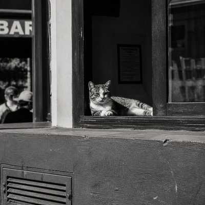 a cat lounging in a sunlit window