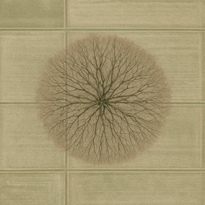 a tree in nature