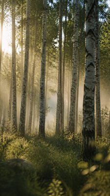a serene birch forest in soft morning light, no people, no text