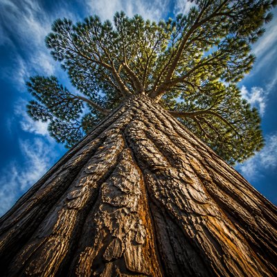 a tree in nature — Dramatic Foreshortening Art Style