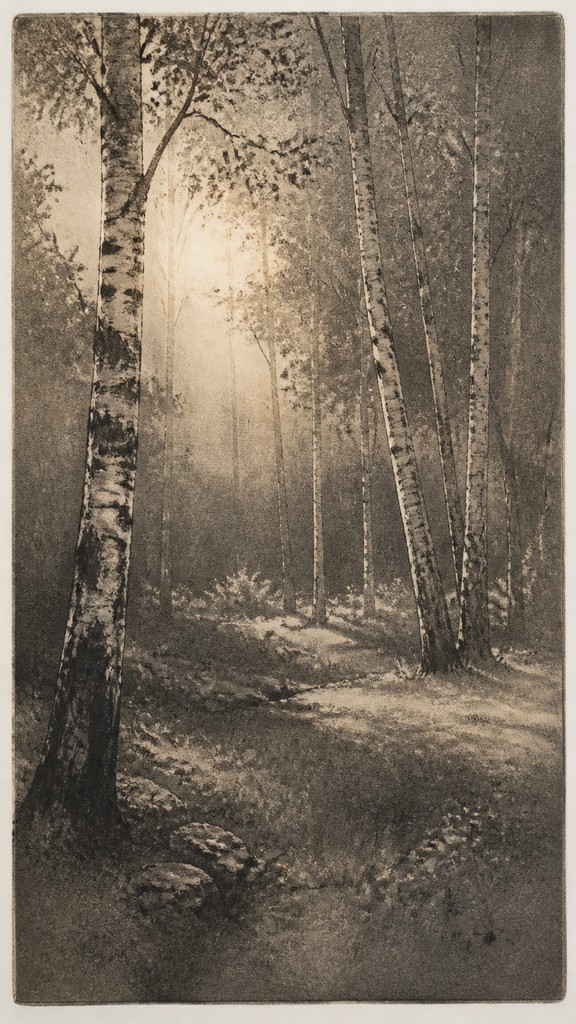 a serene birch forest in soft morning light, no people, no text