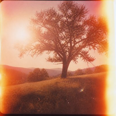 a tree in nature