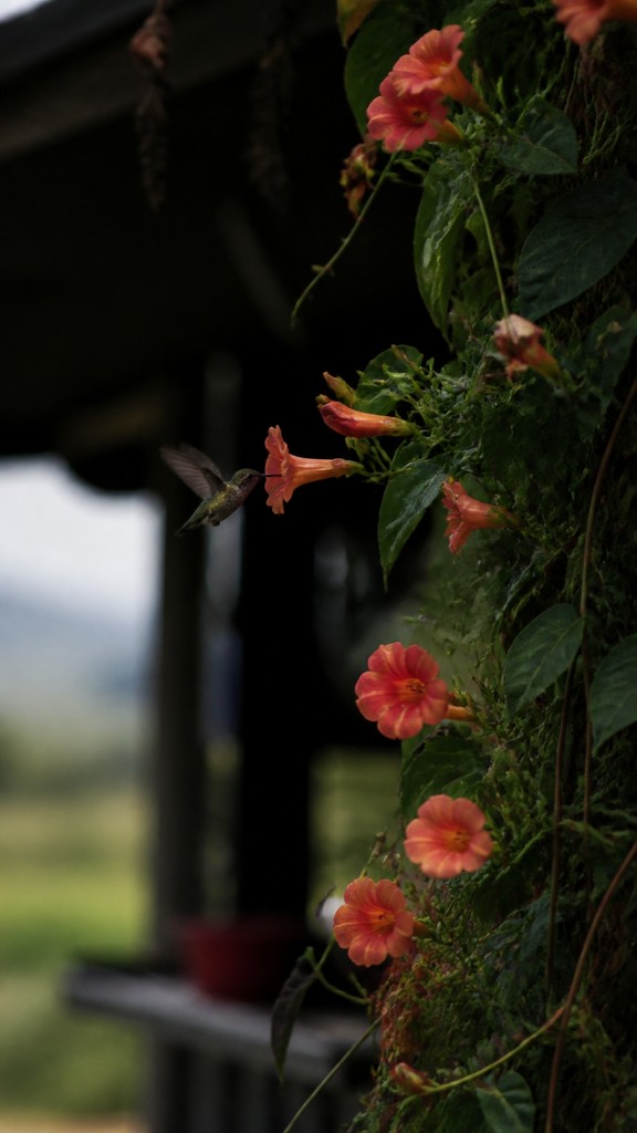 a climbing vine of flowers and hummingbirds on a dark background, tall wrapping composition, no text