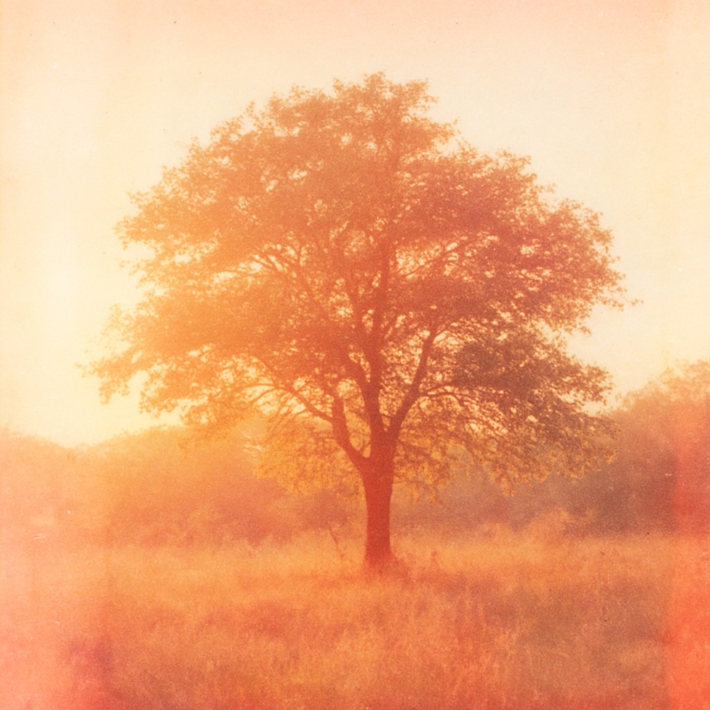 a tree in nature