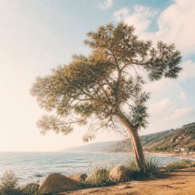a tree in nature