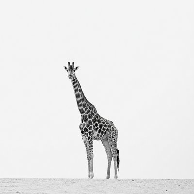 animal standing in natural pose — Minimalist Photography Style