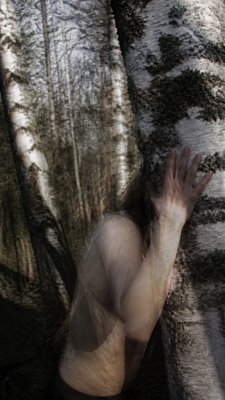 a serene birch forest in soft morning light, no people, no text