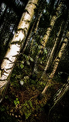 a serene birch forest in soft morning light, no people, no text