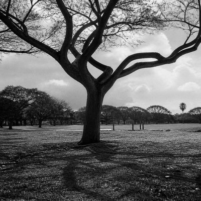 a tree in nature