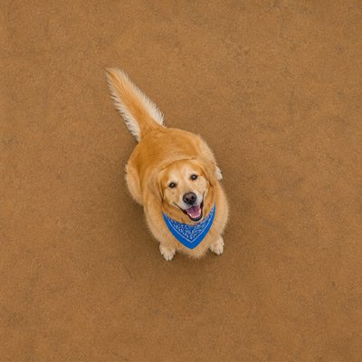 portrait of a golden retriever wearing a blue bandana, warm plain backdrop, no text