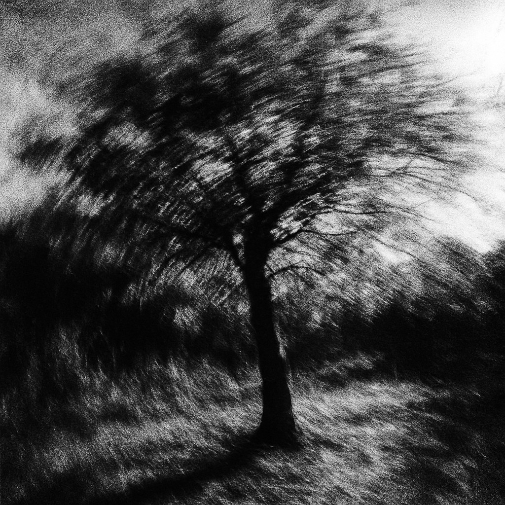 a tree in nature