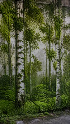 a serene birch forest in soft morning light, no people, no text