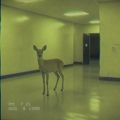 animal standing in natural pose