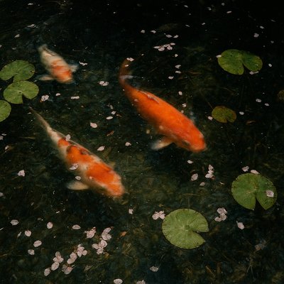 A koi pond seen from above, orange and white koi fish swimming among lily pads, clear water with subtle ripples, fallen cherry blossom petals floating on the surface, dappled sunlight