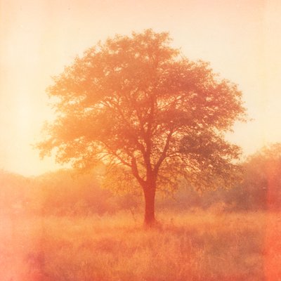 a tree in nature